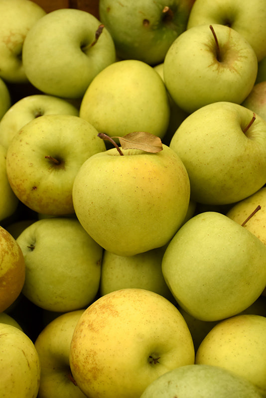 Golden Delicious - Apple Tree