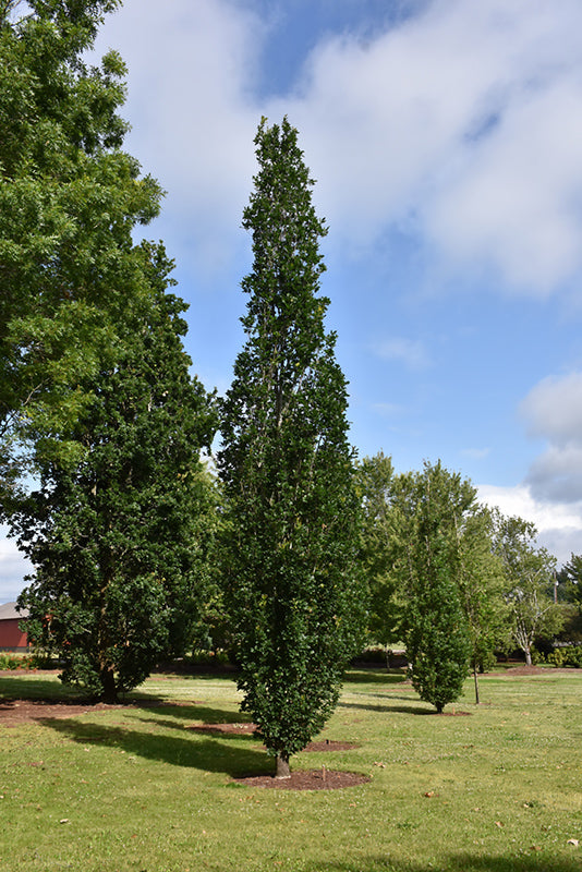 Skinny Genes Columnar Oak