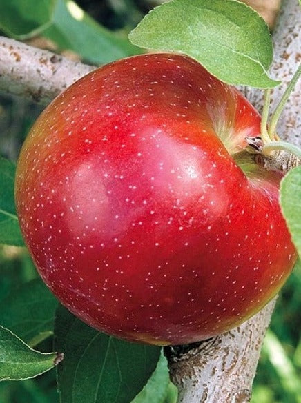 Liberty Apple MacIntosh - Apple Tree
