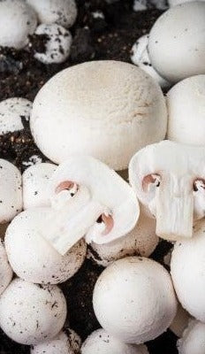 Mushroom Compost- Professional Series