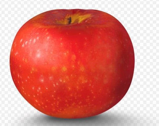 Paula Red Apple Tree