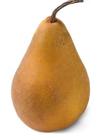 Bosc - Pear Tree