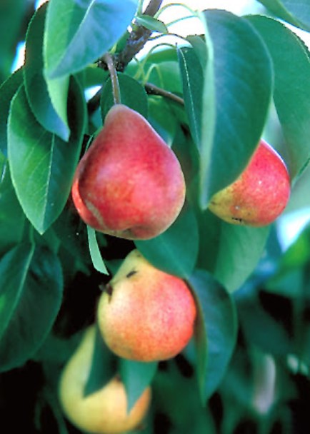 Summercrisp Pear Tree