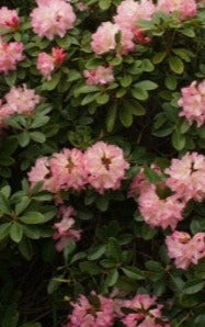 Bruce Brechtbill Rhododendron