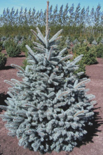 Crystal Blue Spruce
