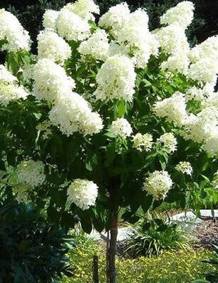 Peegee Hydrangea Standard Tree - Hydrangea paniculata