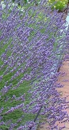 Phenomenal French Hybrid Lavender