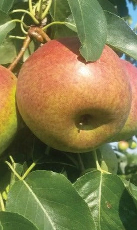 Summercrisp Pear Tree