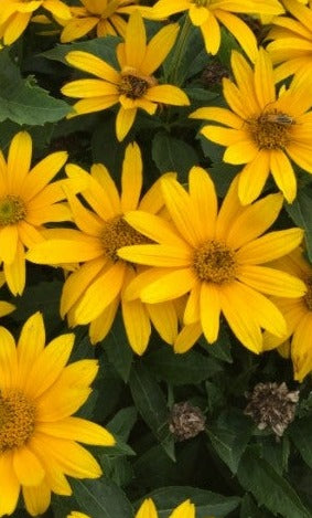 Yellow False Sunflower