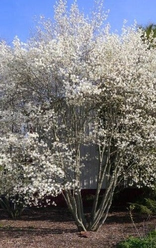 Amélanchier arborescent – Arbuste