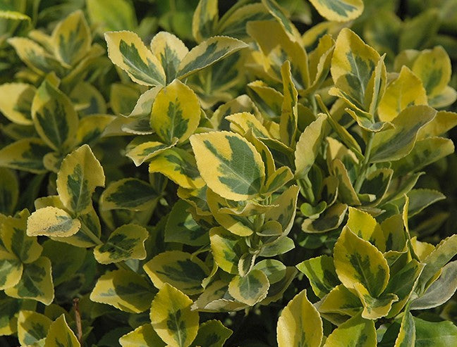 Mor Gold Euonymus