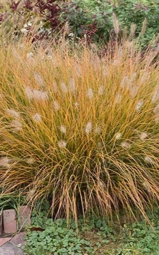 Hameln Dwarf Fountain Grass Pennisetum