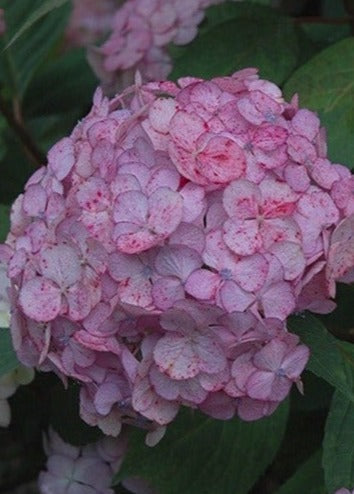 Pink Beauty Hydrangea