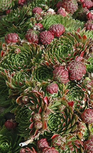 Red Beauty Hens & Chicks