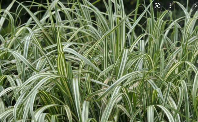 Ribbon Grass - Phalaris