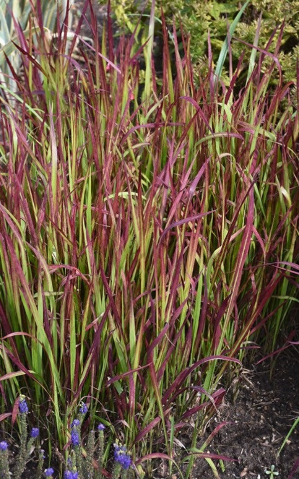 Imperata cylindrique « Red Baron »