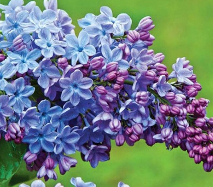 Wonder Blue Lilac